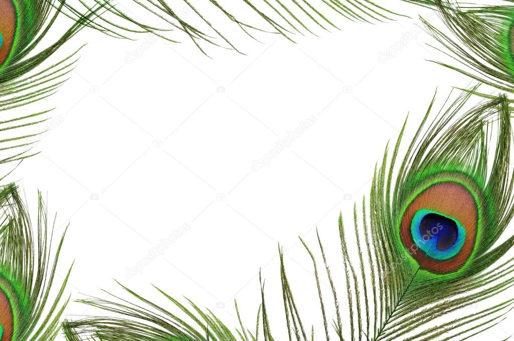 Frame of peacock feather eye