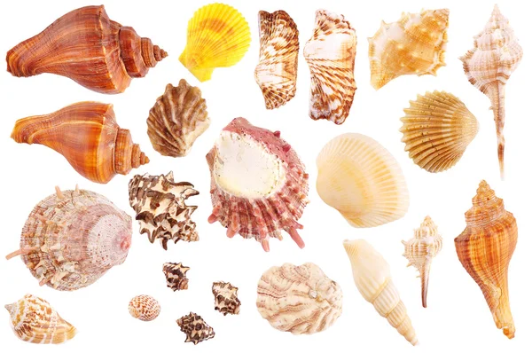 貝殻コレクション ロイヤリティフリーのストック写真