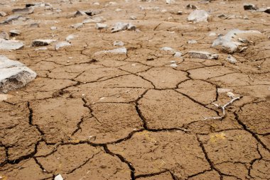 taşlar ve dalları ile kırık Kara Kuru