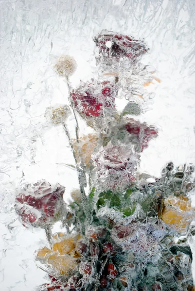 Fond de fleurs gelées dans la glace — Photo