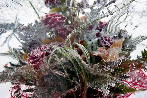 Fondo de flores congeladas en hielo — Foto de Stock