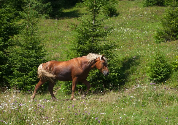 Course de chevaux blancs dans l'herbe verte — Photo