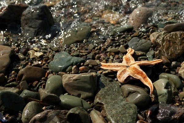 Starfish on the rocks — Stock Photo, Image