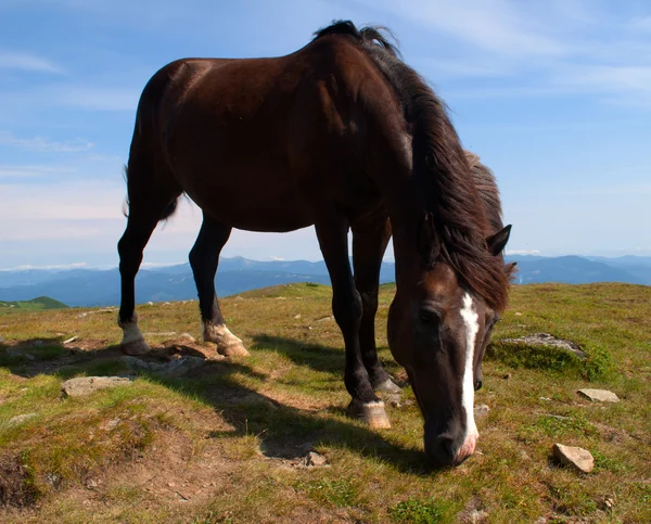 White horse run in green grass — Stock Photo, Image