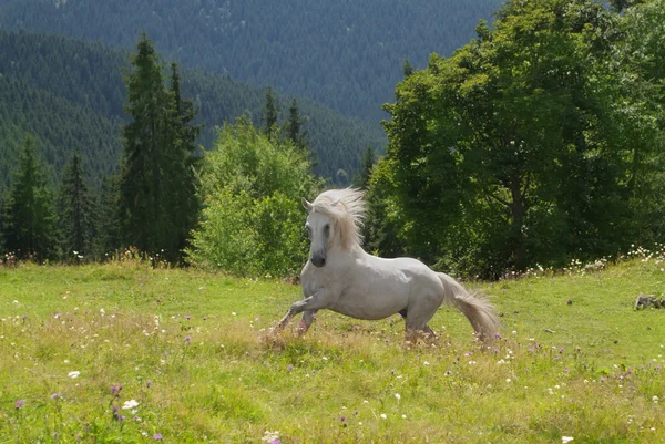 Белый конь бежит в зеленой траве Лицензионные Стоковые Изображения