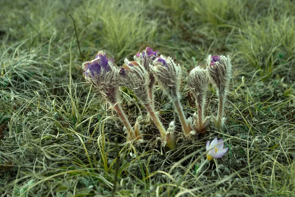 Pasque-flores em uma grama verde — Fotografia de Stock