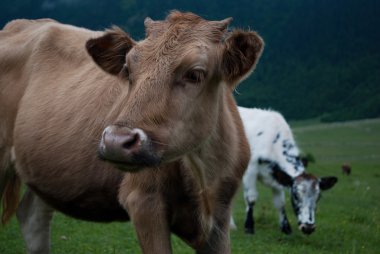 inek ağızlık yakın çekim
