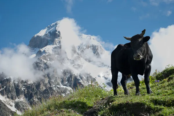 Bkack αγελάδα στο βουνό — Φωτογραφία Αρχείου