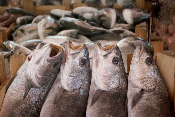 Fresh fishes in a market — Stock Photo, Image