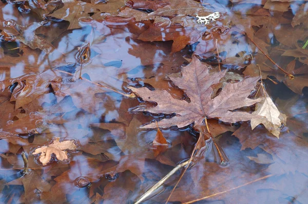 Creek Maple — Stock Photo, Image