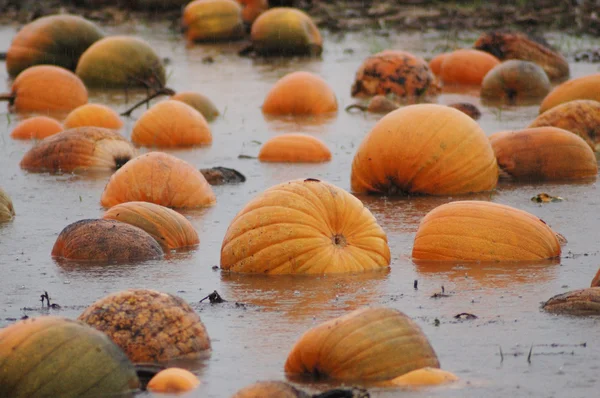 Flotador de calabaza — Foto de Stock