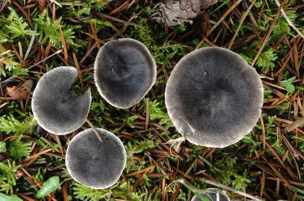 버섯 — 스톡 사진