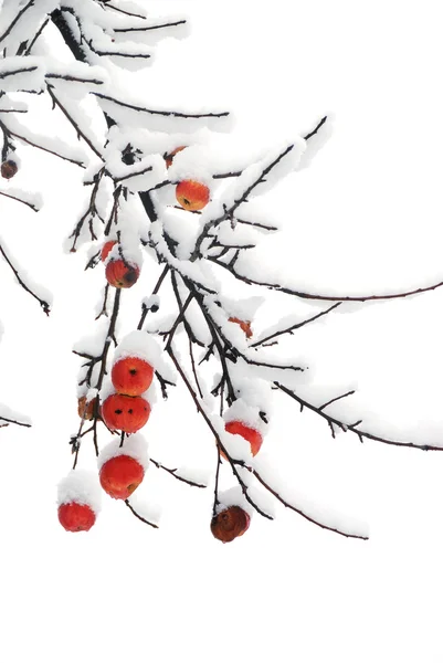 Manzana nieve —  Fotos de Stock