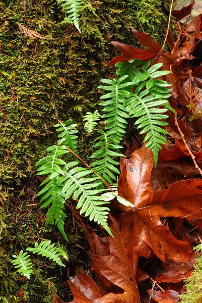 Floresta de musgo — Fotografia de Stock