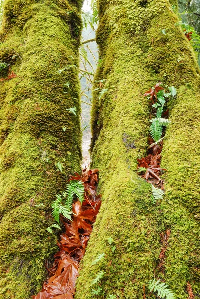 Floresta de musgo — Fotografia de Stock