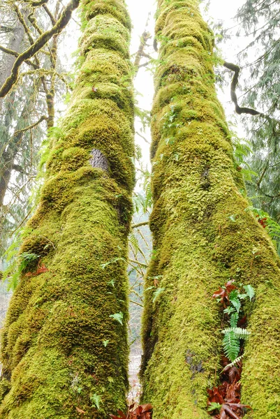 Bosque de musgo —  Fotos de Stock