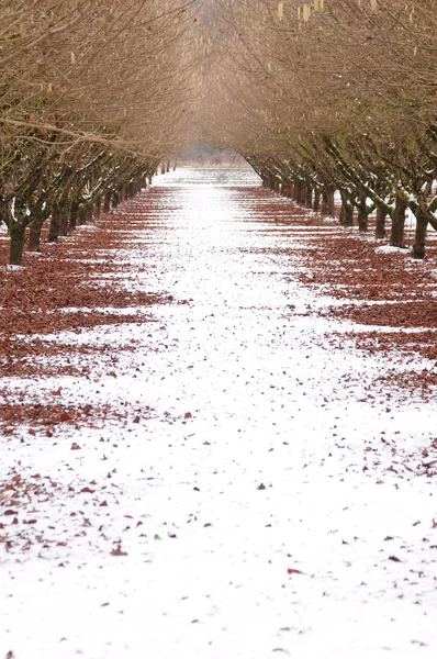 Pomar de Inverno — Fotografia de Stock