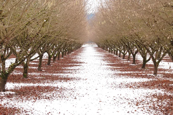 Winter boomgaard — Stockfoto