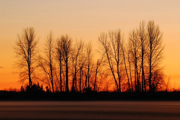 Tramonto, olmi e nebbia di campo — Foto Stock