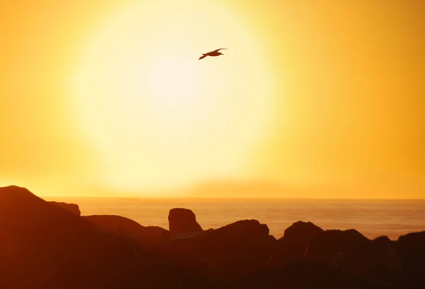 Gold Surf — Stock Photo, Image