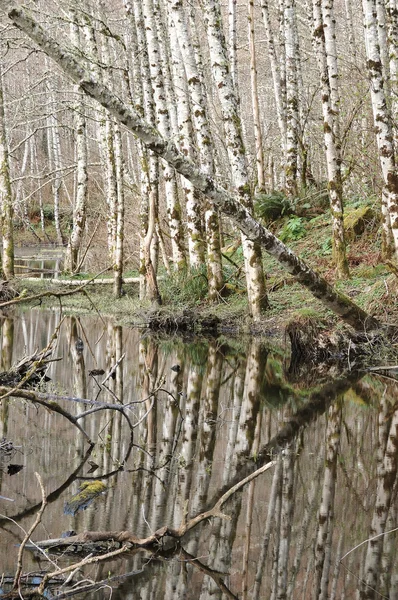 Erlenwald — Stockfoto