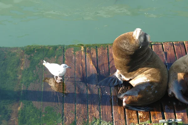 Seelöwe — Stockfoto