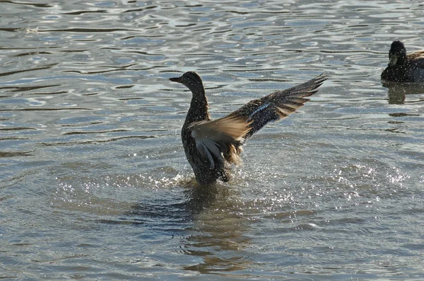 池のカモを検索 — ストック写真