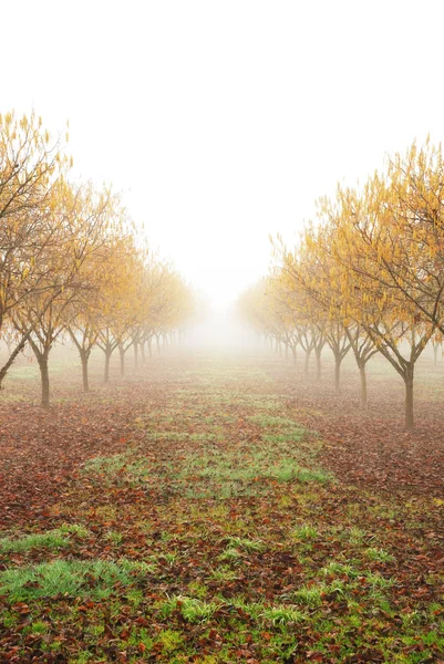 Orchard mist — Stockfoto