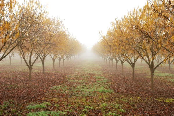 Orchard dimma — Stockfoto