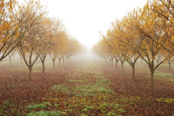 Nebbia di Frutteto — Foto Stock