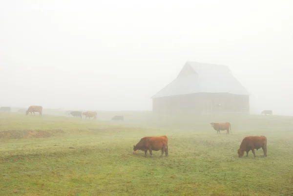 Granero en Niebla —  Fotos de Stock