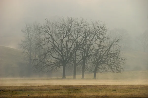 Nevoeiro de carvalho — Fotografia de Stock
