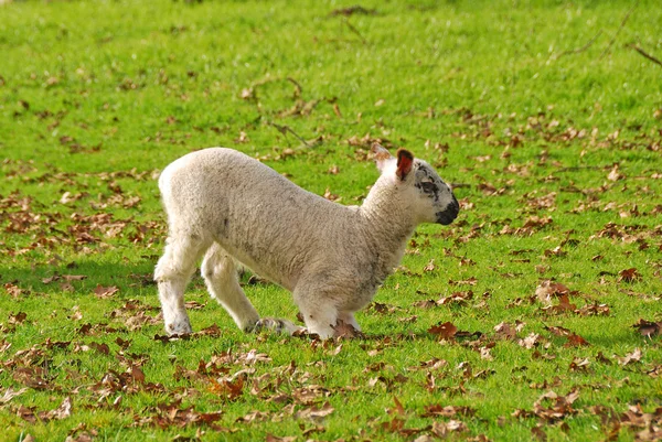 Νέοι πρόβατα — Φωτογραφία Αρχείου