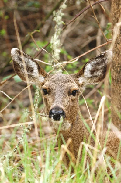 Zwarte staart doe — Stockfoto