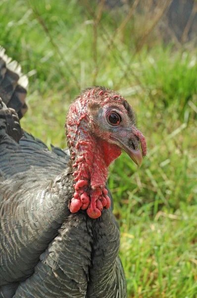 Wild turkey — Stockfoto