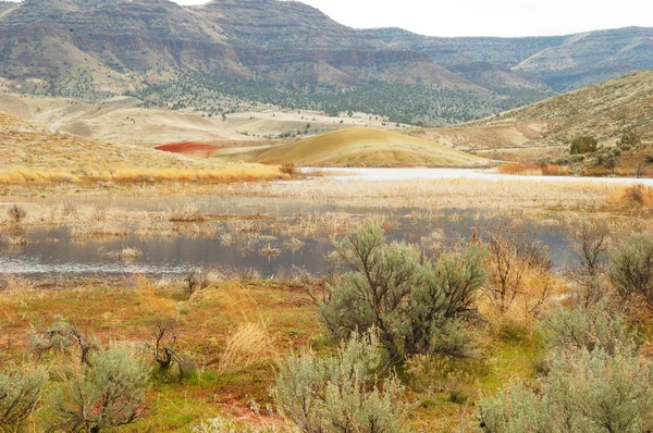 Junipers and Marsh, Bridge Creek — Stock Photo, Image