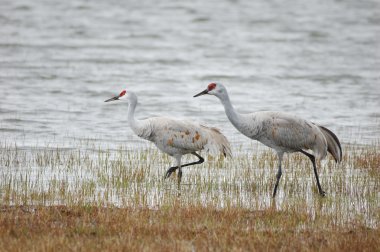 Sandhill Crane