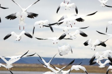 Snow Geese in Flight clipart