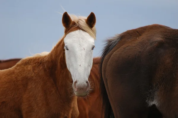 Cavalos selvagens Kiger — Fotografia de Stock