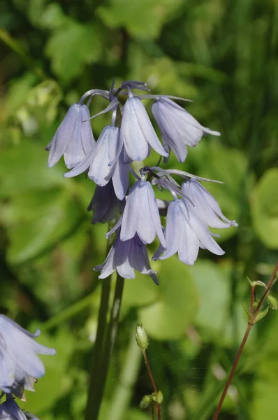 Blåklockor — Stockfoto