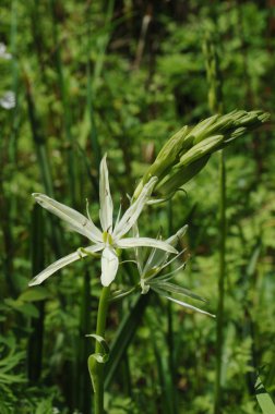 White Camas Lily clipart