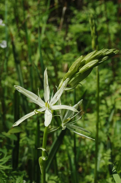 Biały camas lily — Zdjęcie stockowe