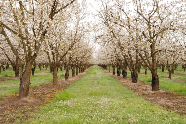 Cherry Orchard — Stock Photo, Image