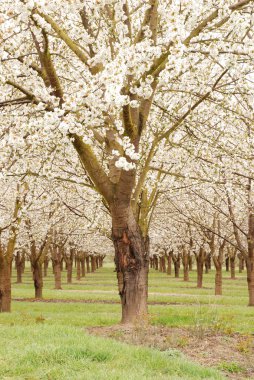 İş binaları, windows