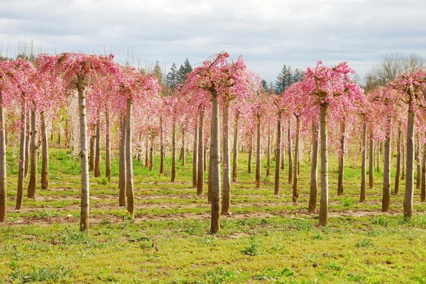 Pink Rows — Stock Photo, Image