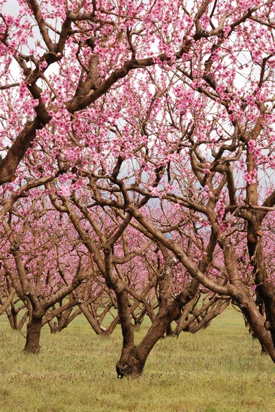 Birnbäume — Stockfoto