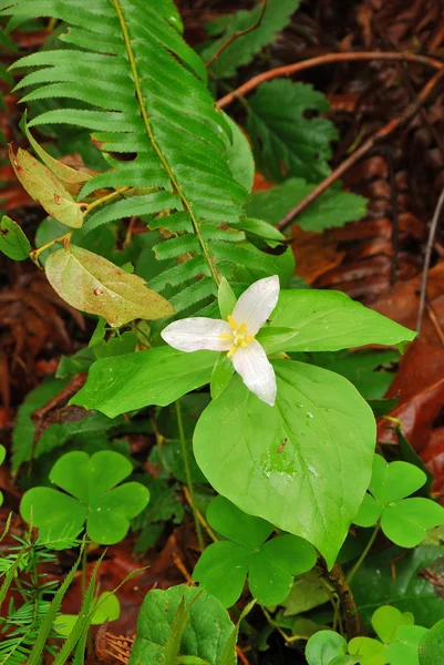 Trillium — Stock Photo, Image