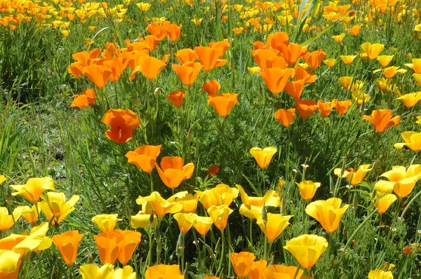 California Poppy — Stock Photo, Image