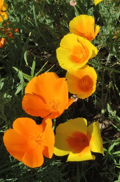 Kalifornischer Mohn — Stockfoto