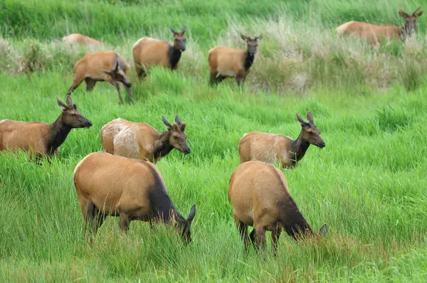 Kadife elk — Stok fotoğraf